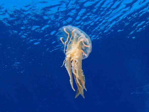 Le renard polaire change-t-il de pelage selon les saisons et pourquoi?