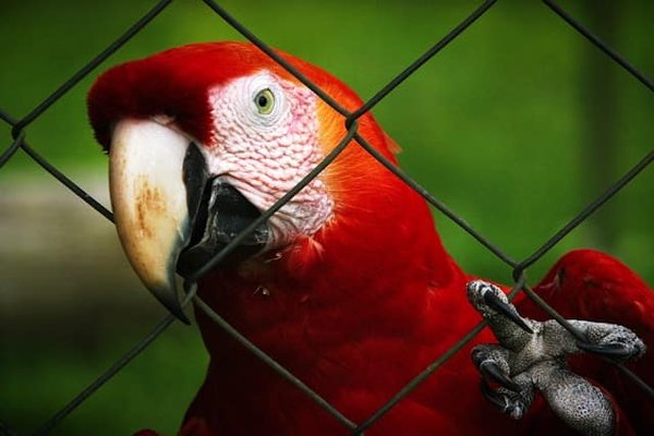 Quels sont les bienfaits d'une diète riche en fruits pour un perroquet eclectus?