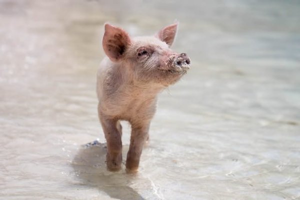 Quelle est l'approche recommandée pour le sevrage des bébés cochons vietnamiens?
