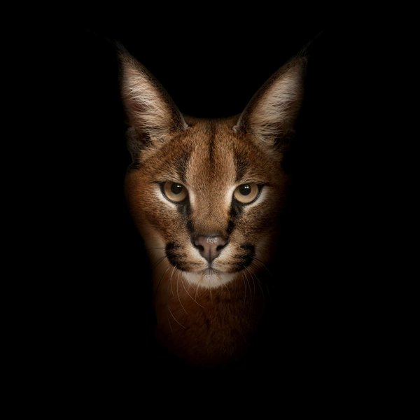 Comment organiser une aire de jeux enrichissante pour un caracal domestique?