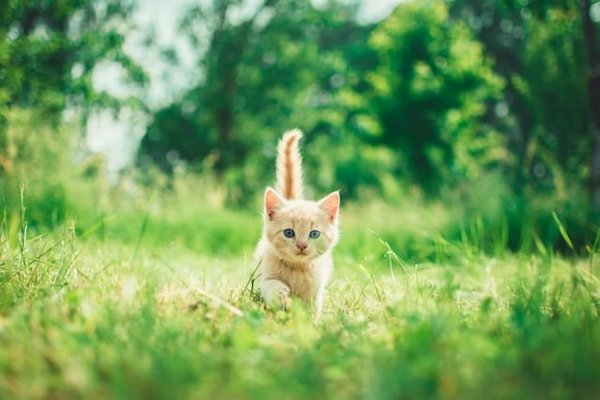 Quelles précautions prendre lors de l'adoption d'un chaton Siamois sevré prématurément?